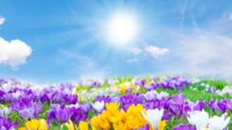 gelbe und violette Krokusse unter einem sonnigen Himmel